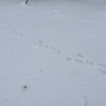 高峰温泉 - アニマルトラッキング（兎）