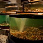 Echizen Kani No Bou - 蟹時期（11月6日～3月）になると水槽内が越前蟹で埋め尽くされます