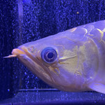 焼肉 拍手喝采 -  V V I P席にはアロワナがいる！