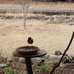 くつきそば 永昌庵 - 