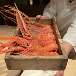 成生 - ぴちぴちの赤座海老！