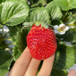 姫路ハートフル観光農園 - 