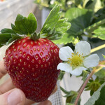 姫路ハートフル観光農園 - 