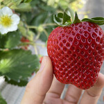 姫路ハートフル観光農園 - 