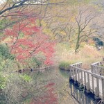 Honkon Yamu Chanirinkan - 近所の自然園