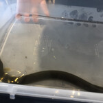 プレゼンテ スギ - 