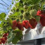 原田いちごファーム - 