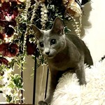 スープカレー店 34 - あけましておめでとうございます。息子ニャンです。