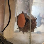 天史朗鮨 - 水槽にいたサザエ　12月に!