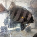 天史朗鮨 - 水槽に泳いでいた石鯛