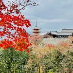 Maeda Kohi - ◎清水寺の四季は美しい。