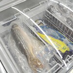 シャプラ - 鯉！！！