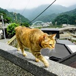 躱喵喵咖啡館 Hide and Seek - 