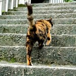 躱喵喵咖啡館 Hide and Seek - 