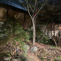 京の禅 車 四条烏丸店 - 中庭　紅葉の時はもっと綺麗かと