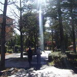 白樺 - スクールロードをウォーキング