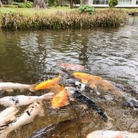 京会席 銀明翠 -  京会席 銀明翠 -