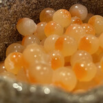 登喜和鮨 - 新発田梶川産鮭の出汁茹でととまめ