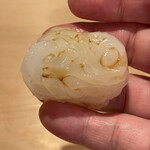 登喜和鮨 - 佐渡産アオリイカ