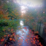 立ち呑み 晩杯屋 - 目黒川は桜の葉っぱが紅葉して綺麗