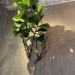 ニカイノフランク - 