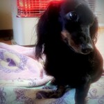 天政 - 天政さん今までありがとーだわん！！