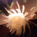 ムーンシャイン - 店に咲いた月下美人