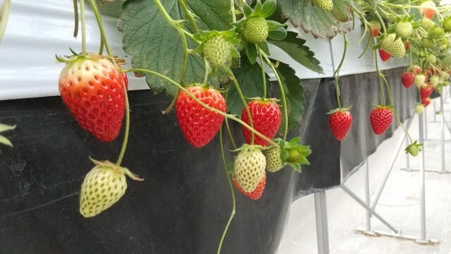 イチゴ ワールド（ICHIGO WORLD） - 山下（その他）の写真