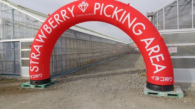イチゴ ワールド（ICHIGO WORLD） - 山下（その他）の写真