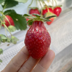 姫路ハートフル観光農園 - 