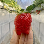 姫路ハートフル観光農園 - 