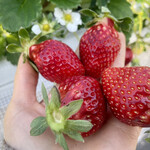 姫路ハートフル観光農園 - 