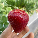 姫路ハートフル観光農園 - 