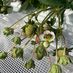 姫路ハートフル観光農園 - 