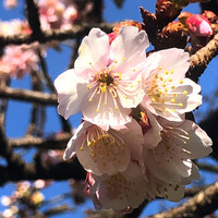 リストランテ ラ ソリア - 