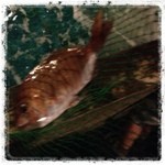 ざうお - 鯛、釣れた〜〜〜っ！！！