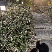洋食 つばき - 