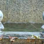 六義園 吹上茶屋 - 