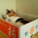 Cat Cafe Nekobiyaka - 琴ちゃん☆(移籍しました)