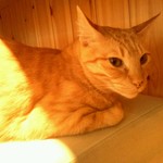 Cat Cafe Nekobiyaka - 若くん☆(移籍しました)