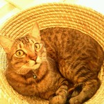 Cat Cafe Nekobiyaka - ビックリ？