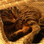 Cat Cafe Nekobiyaka - 蓋があると落ち着くわ～