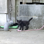 別館 茶寮 お多津 - ＜6月＞仔猫ちゃん♪