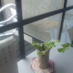 茶房 雲母 - １席１席に観葉植物が。テラス席もあります。