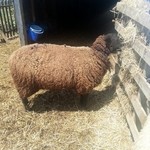 メーメーベーカリー - 羊３