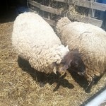 メーメーベーカリー - 羊２