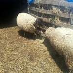 メーメーベーカリー - 羊１