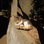 Sabou Komon - 猫さんは人が通っても寝ています。。。