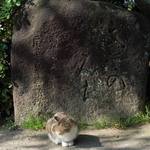 Sabou Komon - 文学の道の石碑と猫さん