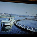 近畿大学水産研究所 - 近畿大学水産研究所